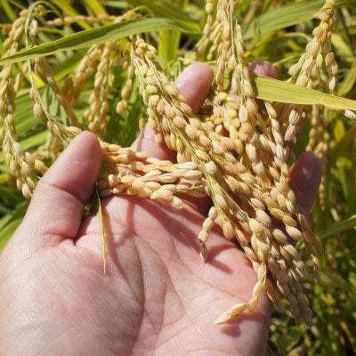 令和7年産・島根県産「とんばら門コシヒカリ(美味しまね認証・飯南町)」5kg(5kg×1)(松江市)