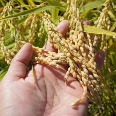 令和7年産・島根県産「とんばら門コシヒカリ(美味しまね認証・飯南町)」20kg(5kg×4)松江市