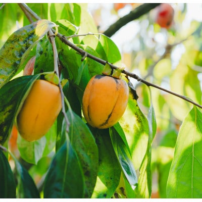 とろ～り甘い柿の里の西条柿 6玉