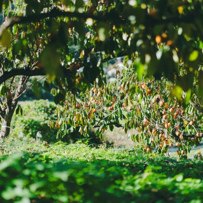 とろ～り甘い柿の里の西条柿 5kg