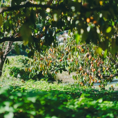 とろ～り甘い柿の里の西条柿 2kg(8玉～12玉)