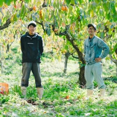 【優品】とろ～り甘さの極み!柿の里の西条柿 2kg(8玉～12玉)島根県松江市【マルカミ農縁(株)】