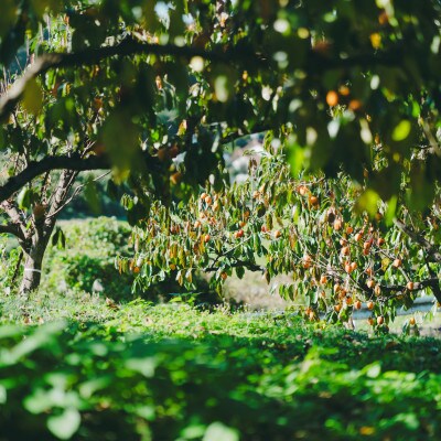 【数量限定】優品 とろ～り甘さの極み!柿の里の西条柿 5kg 島根県松江市【マルカミ農縁株式会社】