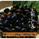 島根県宍道湖産　冷凍大和しじみMサイズ2kg(500g×4)セット(砂抜き処理済)