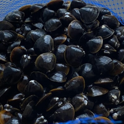 島根県宍道湖産　冷凍大和しじみMサイズ　1kg(500g×2)セット(砂抜き処理済)