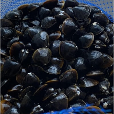 島根県宍道湖産　冷凍大和しじみMサイズ　4kg(500g×8)セット(砂抜き処理済)