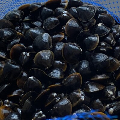 島根県宍道湖産　冷凍大和しじみLサイズ　1kg(500g×2)セット(砂抜き処理済)