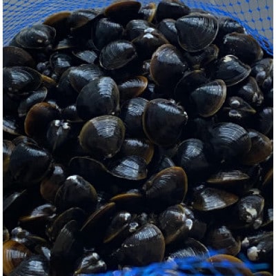 島根県宍道湖産　冷凍大和しじみLサイズ　4kg(500g×8)セット(砂抜き処理済)