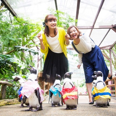 松江フォーゲルパークペア入園券