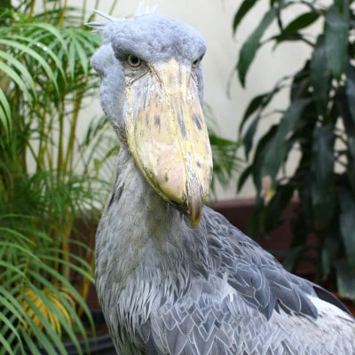 松江フォーゲルパークペア入園券