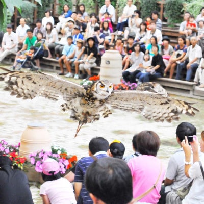 松江フォーゲルパークペア入園券
