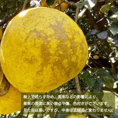 訳あり 愛南ゴールド ( 河内晩柑 ) 7kg 愛南町 青果市場 なくなり次第終了