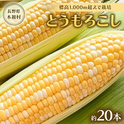 【標高1,000m超えで栽培。甘くて美味しい!】木祖村産とうもろこし約20本