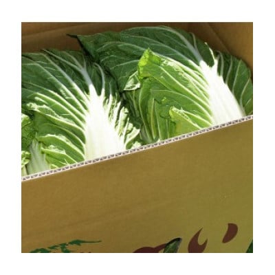 【2026年8月発送分】【一玉一玉が大きい!シャキシャキ新鮮】御嶽はくさい 2玉