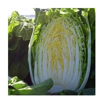 【2026年9月発送分】【一玉一玉が大きい!シャキシャキ新鮮】御嶽はくさい 2玉