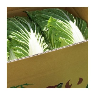 【2026年9月発送分】【一玉一玉が大きい!シャキシャキ新鮮】御嶽はくさい 2玉