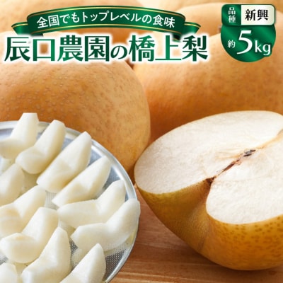 【先行受付】令和7年発送 /辰口農園の橋上梨約5kg(品種:新興)_1288R
