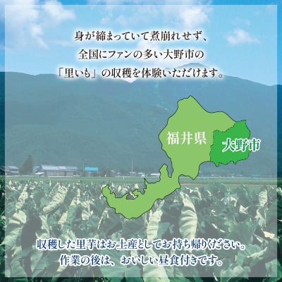 【里いものお土産付き♪】大野の里いも収穫体験と食事(2名様分)