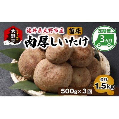 【3ヶ月定期便】菌床肉厚しいたけ(福井県大野市産)500g×3回 計1.5kg