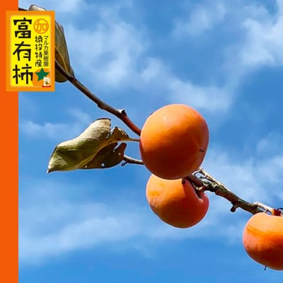 《先行受付》富有柿　約4.6kg【2026年11月上旬以降順次発送】