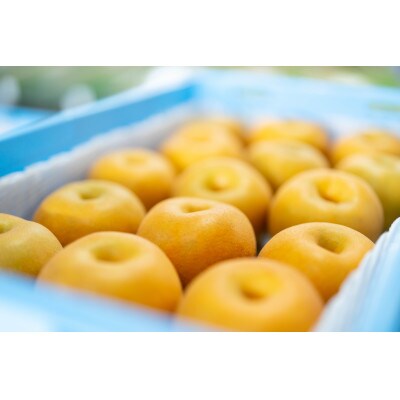 樹上完熟【幸水梨】【あきづき梨】大玉12～14玉入り(8月下旬より順次発送)