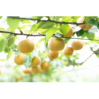 樹上完熟【幸水梨】【あきづき梨】大玉12～14玉入り(8月下旬より順次発送)