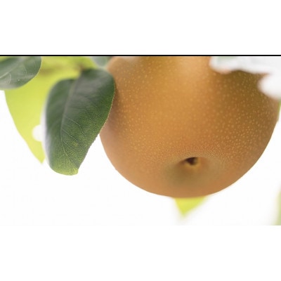 樹上完熟【幸水梨】【あきづき梨】大玉7～8玉入り(8月下旬より順次発送)