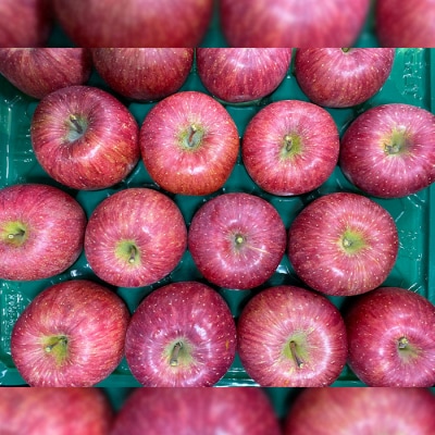 サンふじりんご 無袋 秀品5kg(14玉～20玉)【令和8年産】FS25-761