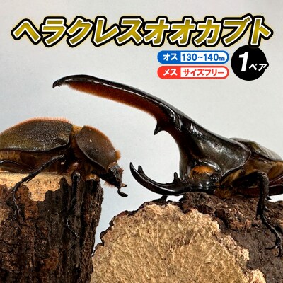 ヘラクレスオオカブト オス(130～140mm)・メス(サイズフリー) 1ペア  