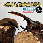 ヘラクレスオオカブト オス(150～160mm)・メス(サイズフリー) 1ペア FZ24-176