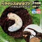 ヘラクレスオオカブト 3令 初期幼虫ペア(オス1匹、メス1匹) FY25-836