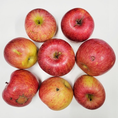 【ご自宅用】山形産サンふじりんご　約10kg(26～56玉) FZ26-746