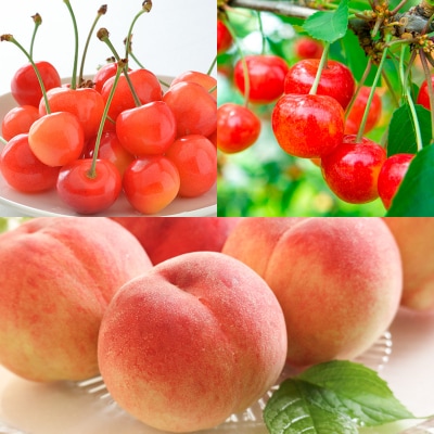 【定期便5回】やまがた人気果物ベスト5!大粒、大玉、希少品!【令和8年産】FS24-782