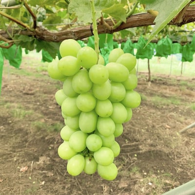 山形市産 シャインマスカット 秀 2kg(2～6房)[前半] 【令和8年産】FS24-659