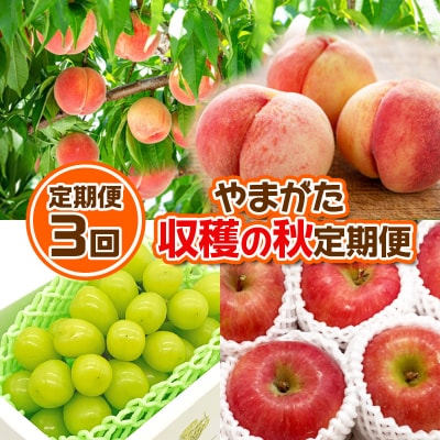 【定期便3回】やまがた 収穫の秋定期便【令和8年産】FS24-535