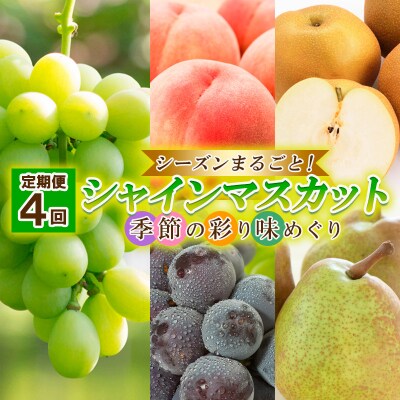 【定期便4回】シーズンまるごと!シャインマスカット 季節の彩り味めぐり【令和8年産】FU23-884