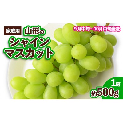 【ご家庭用】山形のシャインマスカット 優品 1房 約500g【令和8年産】FS23-648