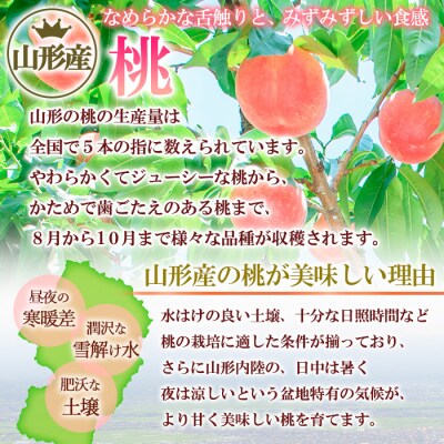 ☆フルーツ王国山形☆黄桃秀品 2kg [やわらかくなる桃] FZ26-811