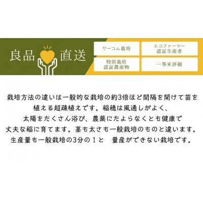 令和7年産 つや姫 5kg (玄米) 特別栽培米  FY25-126