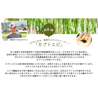 令和7年産 つや姫 5kg (精米) 特別栽培米  FY25-125