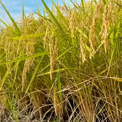 【令和8年産】山形市村木沢産 はえぬき(玄米) 20kg(10kg×2) FZ26-871