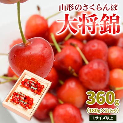 山形のさくらんぼ 大将錦 360g L以上 (180g×2パック) 【令和8年産】FS25-015