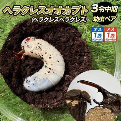 ヘラクレスオオカブト(ヘラクレスヘラクレス)3令中期幼虫ペア(オス1匹、メス1匹) FY25-205