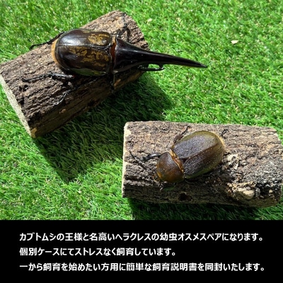ヘラクレスオオカブト(ヘラクレスヘラクレス)3令中期幼虫ペア(オス1匹、メス1匹) FY25-205