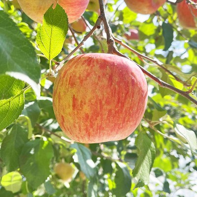 山形県産 りんご (サンふじ) 約5kg(14～25玉)【令和8年産】FS25-765