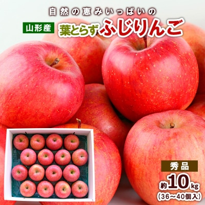 自然の恵みいっぱいの葉とらずふじりんご 約10kg(36個～40個) FY25-923