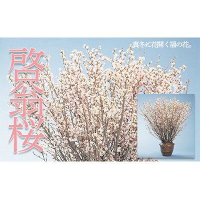 山形市産「啓翁桜」80cm(2～3本入)×7袋 FZ19-433