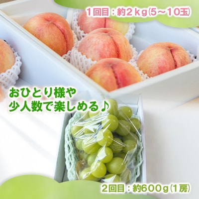 【定期便2回】桃とシャインマスカット 山形直送 食べきり便【令和8年産先行予約】FS25-073