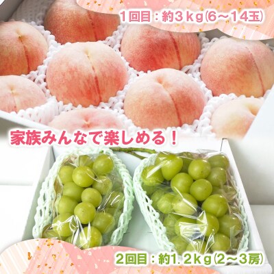 【定期便2回】山形の桃3kgとシャインマスカット1.2kg【令和8年産先行予約】FS25-074