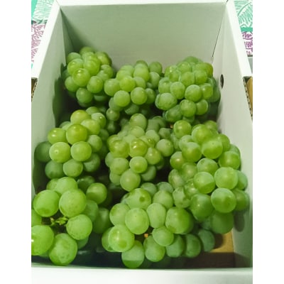 山形産 ナイヤガラ2kg 秀品(6～8房)【令和8年産先行予約】FS25-078